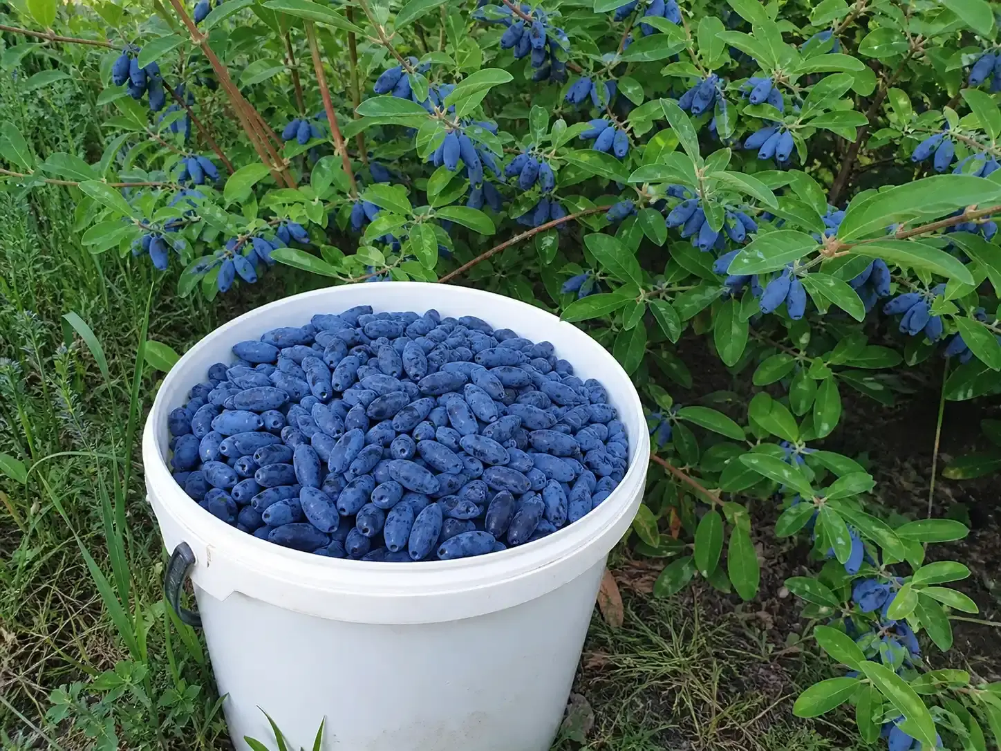 Великоплідний та високоврожайний