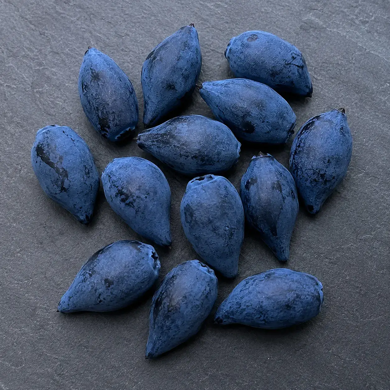 Жимолость Стрежевчанка
